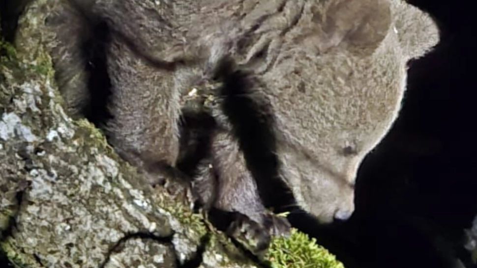 Panică într-o gospodărie din Alba, după ce un pui de urs s-a urcat într-un copac. Jandarmii l-au dat jos