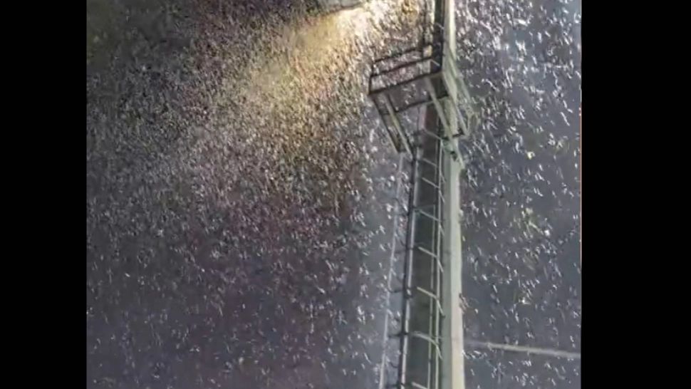 Invazie neobișnuită de INSECTE! Românii au intrat în  panică: imagini apocaliptice pe TikTok VIDEO