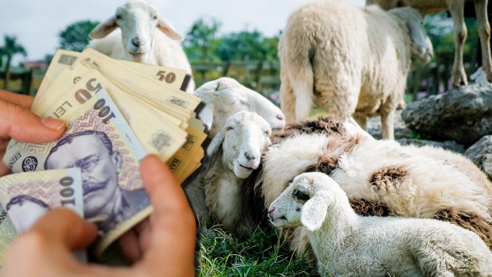 Vești bune pentru crescătorii de animale! APIA anunță un sprijin financiar de peste 48,5 milioane lei 