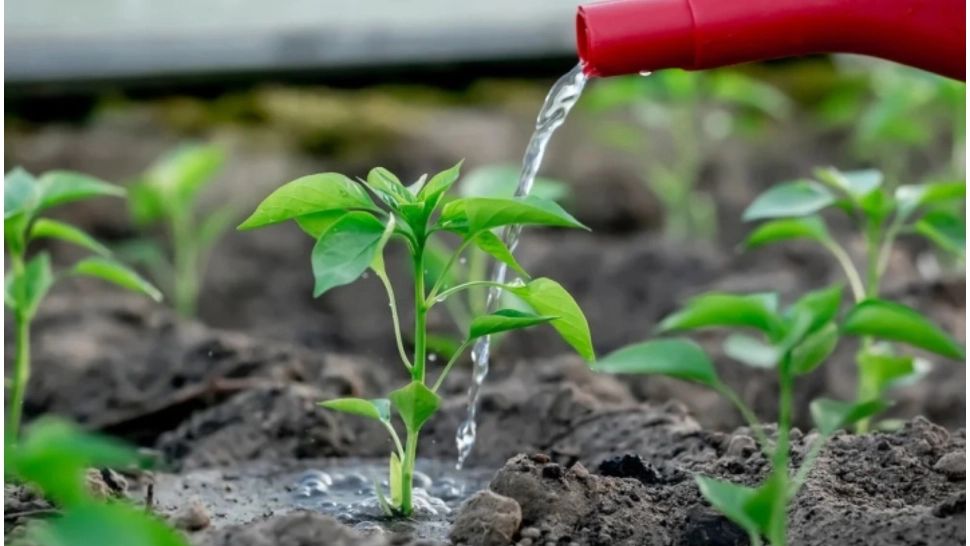 Cât de des trebuie să uzi ardeii pentru a avea o recoltă bună. Secretul grădinarilor cu experiență a ieșit la iveală