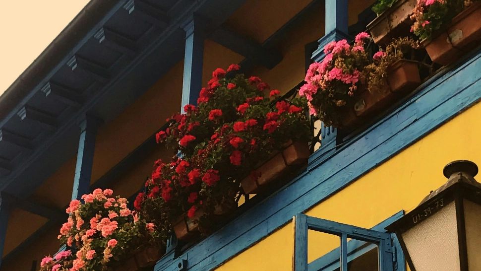 Ce trebuie să știi dacă ai flori pe balcon? Sfaturi utile pentru toți iubitorii de plante decorative