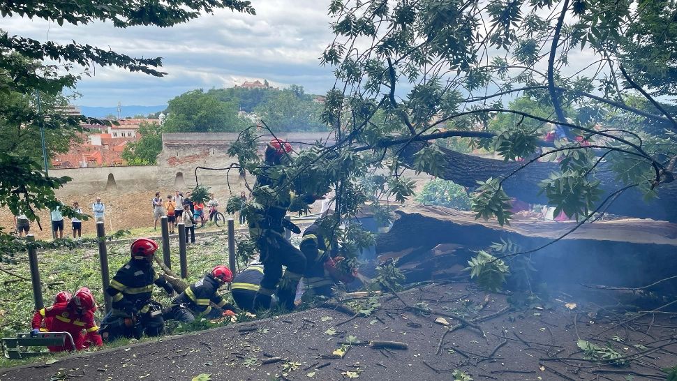 Dosar penal după ce un copac a ucis un om și a rănit un altul, la Brașov. Se cer expertize de specialitate din domeniul silvic