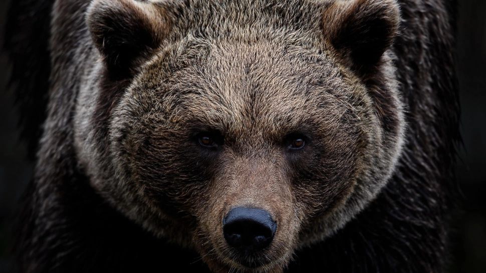 Alertă în Alba Iulia: locuitorii au primit mesaj RO-Alert despre prezența unui urs