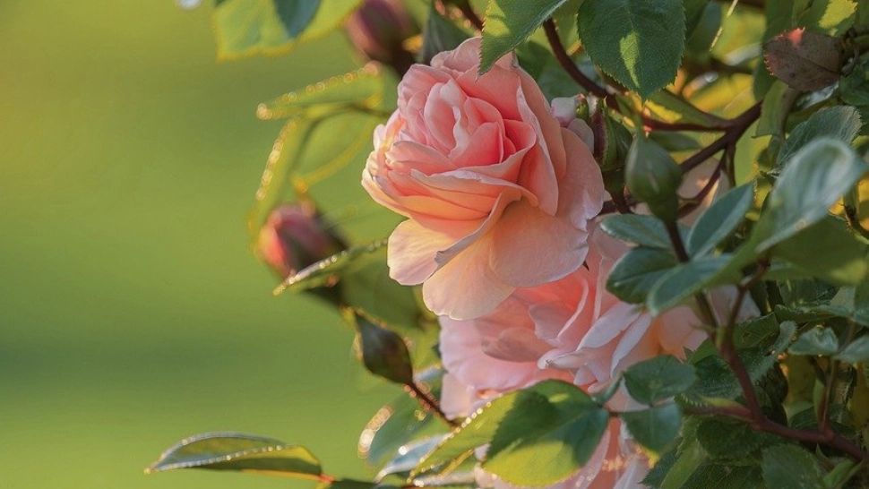 Grădina în floare până toamna târziu: rutina săptămânală care menține trandafirii sănătoși și plini de boboci. Trucul grădinarilor iscusiți