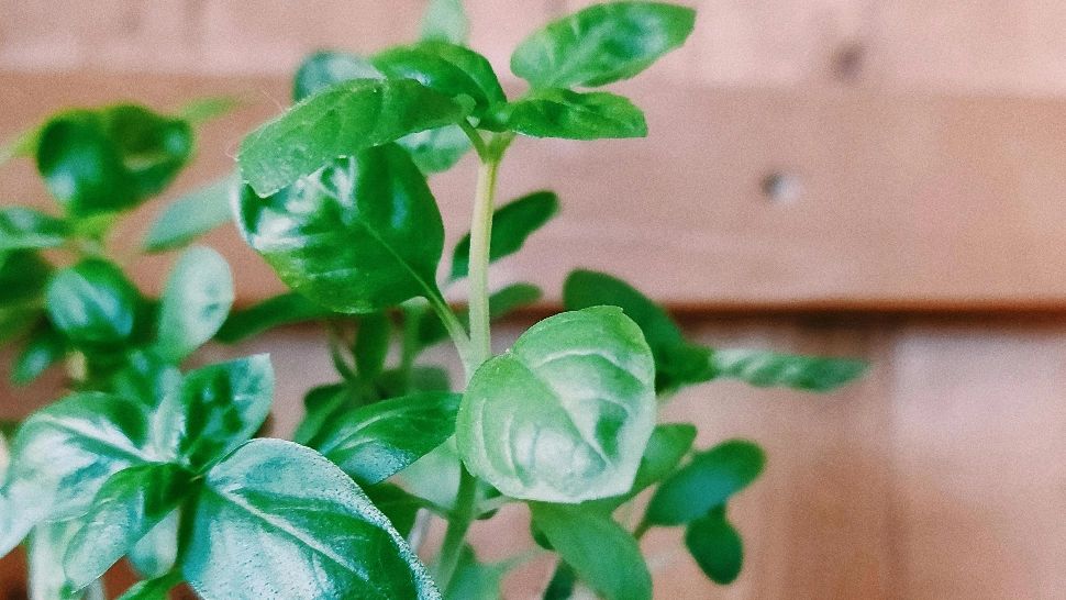 Planta sfântă care NU trebuie să-ți lipsească din ghiveci sau grădină. Te destresează și te scapă de durerea de cap. 6 beneficii pe care le are!