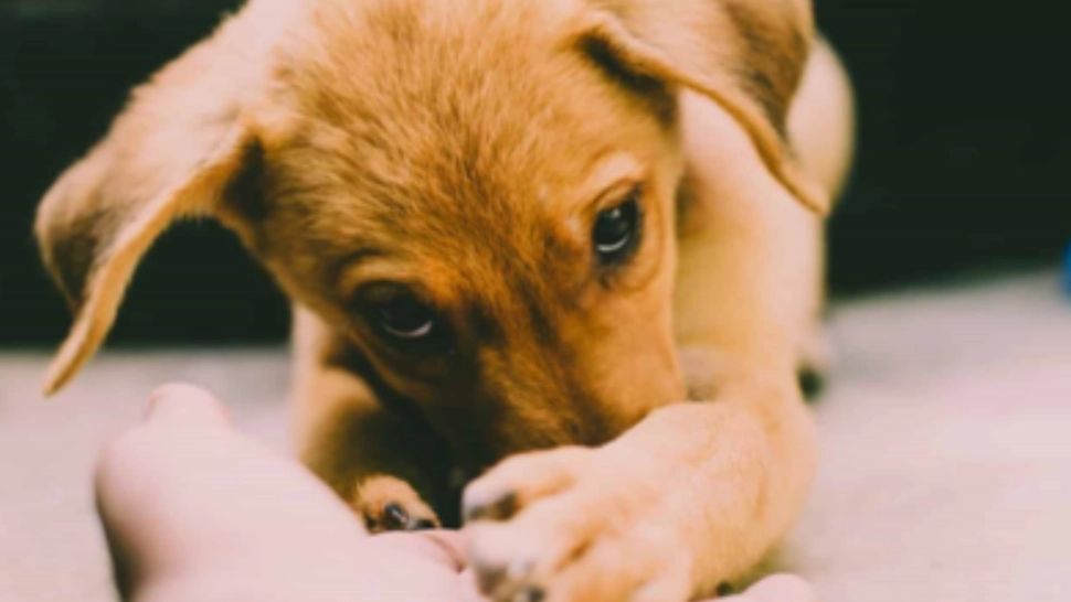 Amenda colosală primită de un bărbat, după ce a abandonat un câine în stațiunea Mamaia 