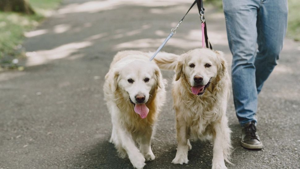 Țara care a interzis plimbarea câinilor pe străzi pentru că sunt „o amenințare la adresa sănătății publice”
