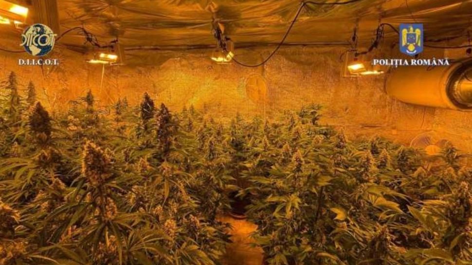 Un vâlcean s-a apucat de „grădinărit”. L-a prins poliția cu 40 de plante de canabis în bătătură