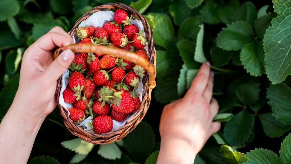 Trucuri tradiționale pentru protejarea căpșunilor de melci: ce puneau bunicii la rădăcină ca să scape de dăunători