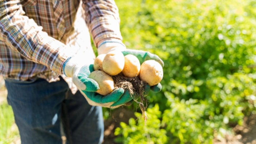 Secretele bunicilor pentru o recoltă bogată de cartofi. Trucurile folosite înainte de plantare, transmise din generație în generație 