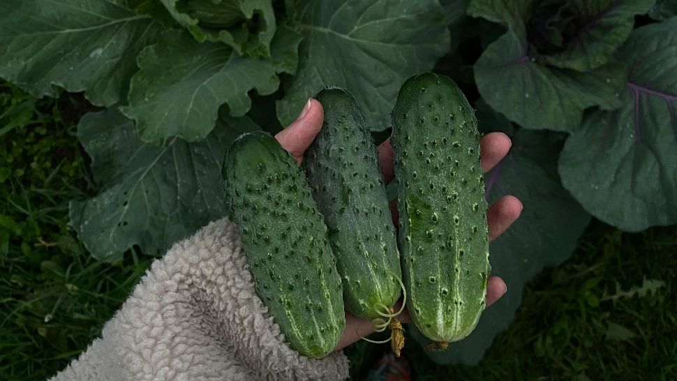 Care este cel mai potrivit loc pentru cultivarea castraveților. Sfaturi utile pentru toți grădinarii