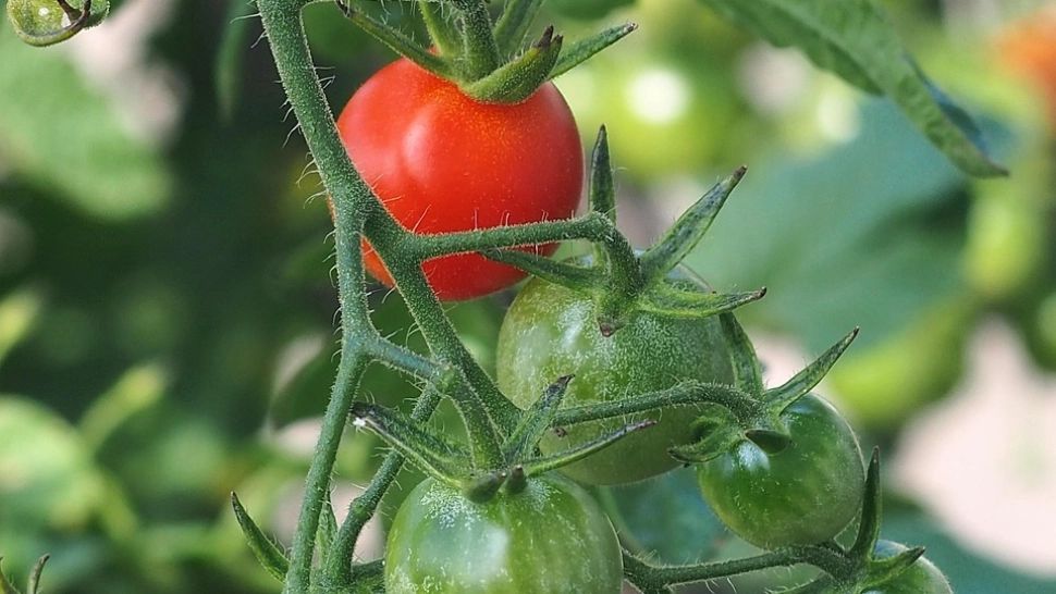 Roșiile în pericol: cum își protejează legumicultorii culturile din solarii în fața caniculei extreme. Trucul care salvează recolta în zilele cu 40 de grade