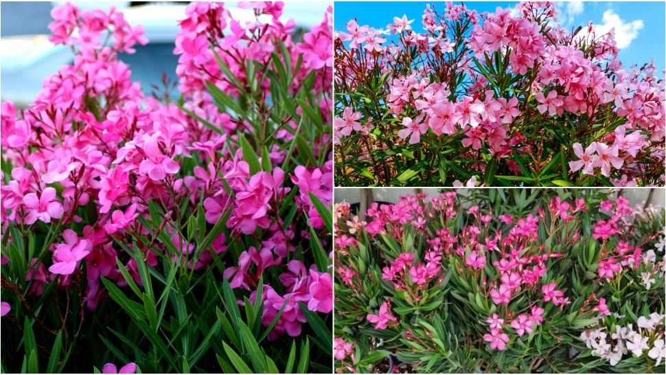 Floarea care poate fi plantată în grădină vara. Rezistă la temperaturi ridicate și este ușor de îngrijit