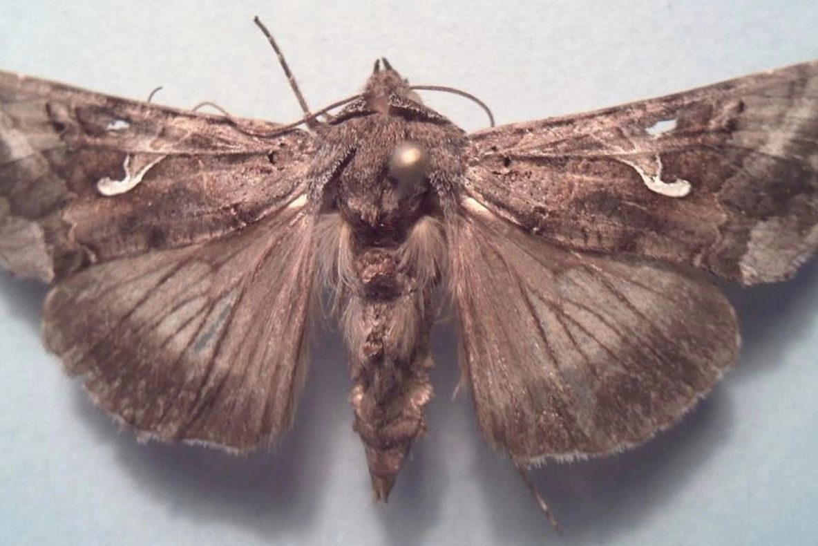 Invazie de fluturi, la Stadionul Giulești, din Capitală. Locuitorii din zonă, terorizați de insecte: "Situația pare scăpată de sub control!"