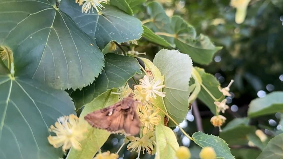 Cât de periculoși sunt fluturi „Buha“ care au invadat România? Specialiștii trag un semnal de alarmă. Litoralul este invadat de gărgărițe -VIDEO