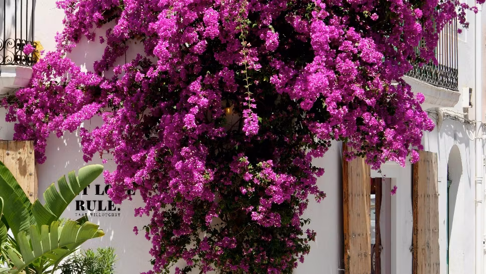 Planta care vindecă. Ajută digestia și poate combate celulele canceroase