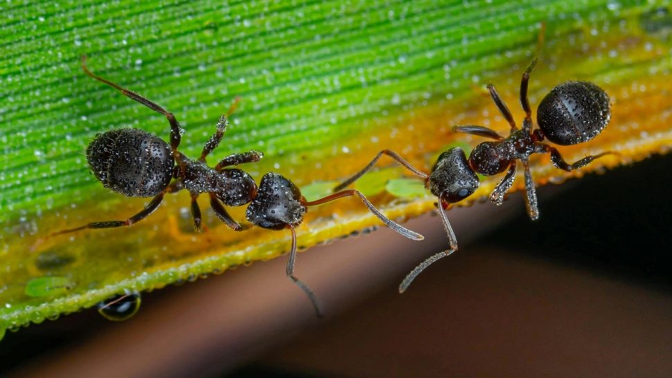 Cum să scapi de furnicile din grădină în mod natural. Soluții de îndepărtare a acestor insecte care pot distruge culturile de legume