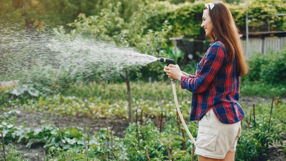 La ce oră trebuie să uzi plantele vara, ca să ai o grădină plină de belșug. Așa le vei proteja de caniculă și le vei ajuta să crească sănătoase