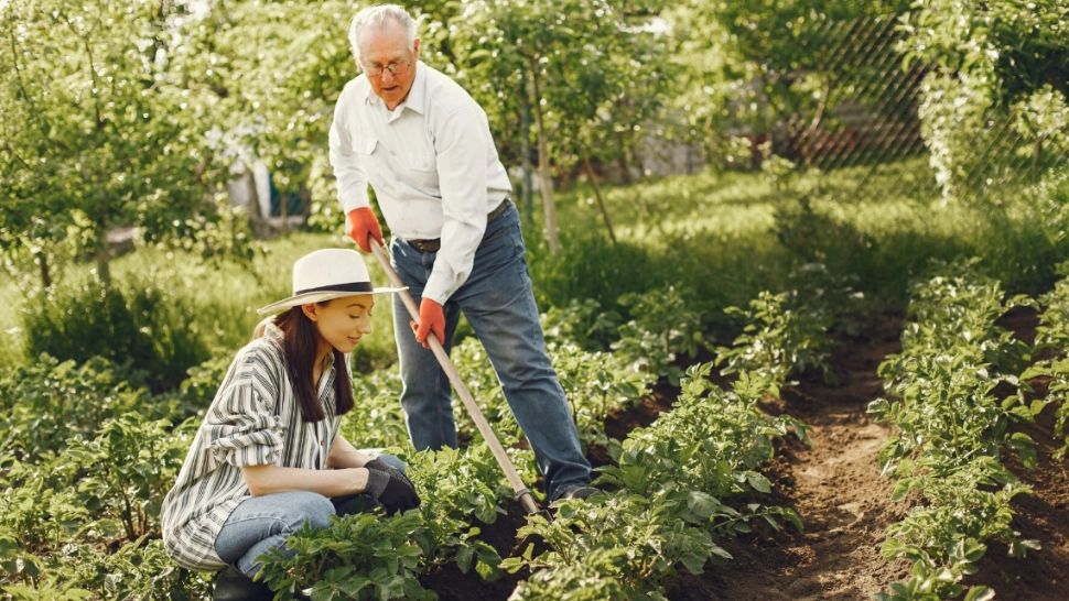 Leguma miraculoasă care crește singură și nu trebuie udată. Este bogată în vitamine, minerale și fibre bune pentru digestie