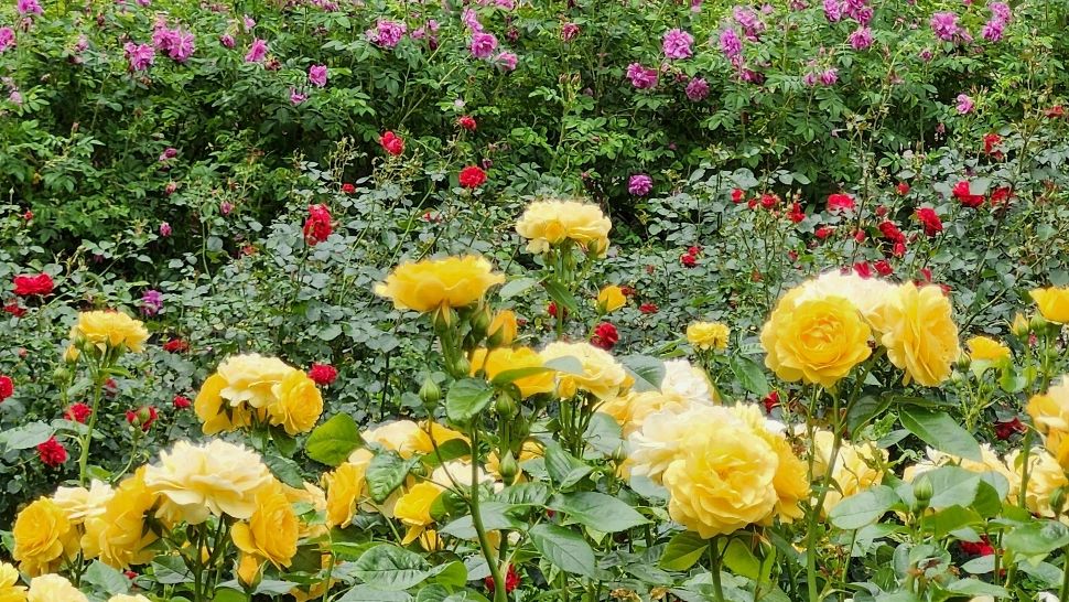 Flori care țin buruienile la distanță. Plantele care NU trebuie să lipsească din nicio grădină