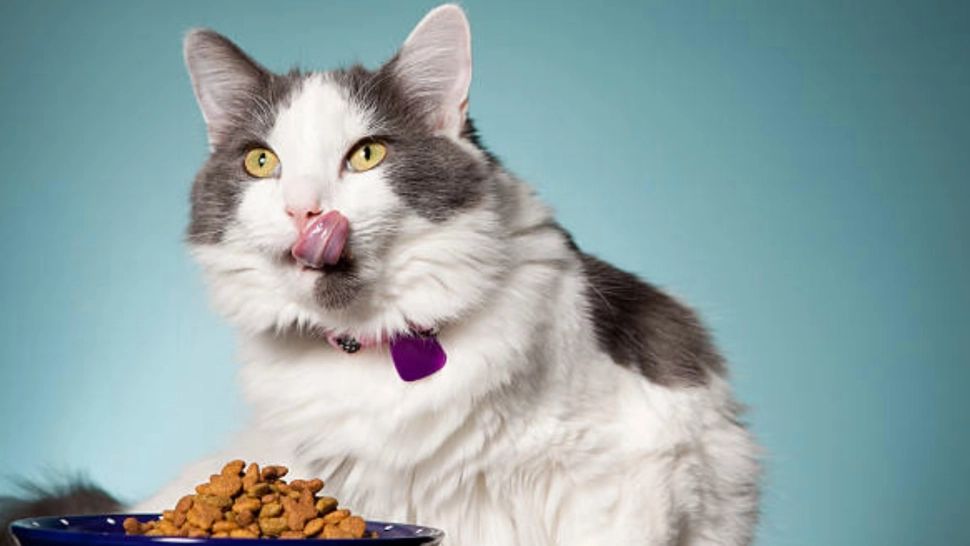 Guvernul a pus gând rău pisicilor. De unde vrea să strângă bani - SURSE