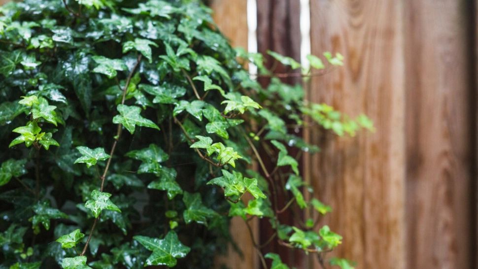 Uniunea Europeană interzice vânzarea și cumpărarea unei plante ornamentale populare, începând cu 5 august 2025