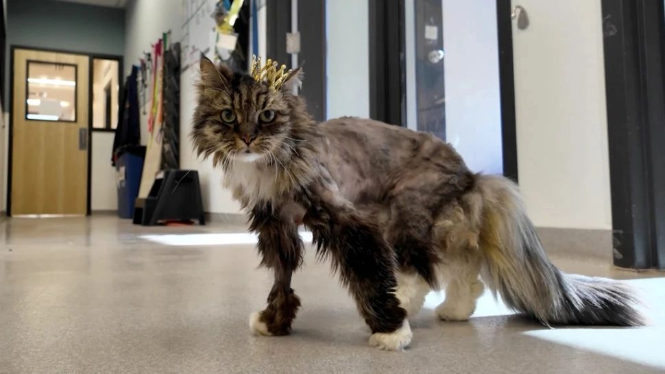 Miracol: o pisică a supraviețuit unei prăbușiri de peste 100 de metri, în timp ce stăpânii săi și-au pierdut viața