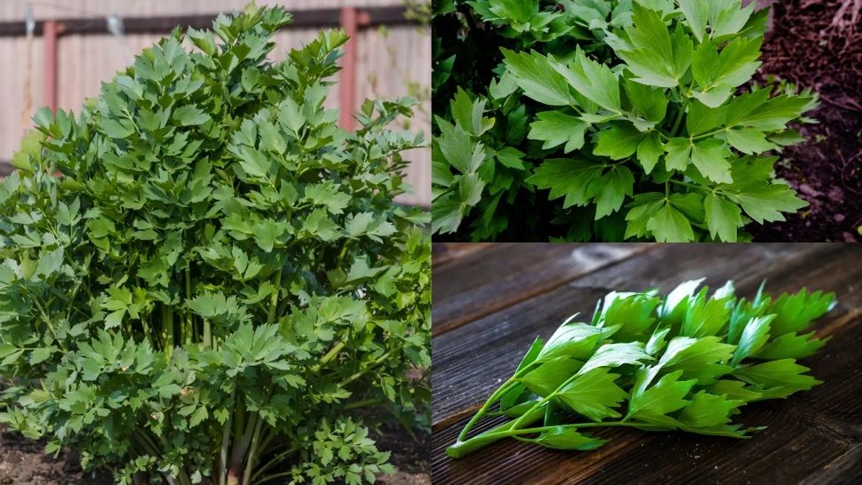 Cum obții o recoldă bogată de leuștean. Trucul secret al bunicii care i-a dat pe spate chiar și pe experți 