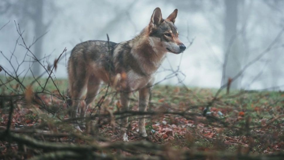 Lupii vor putea fi vânați mai ușor. Consiliul UE reduce gradul de protecție al acestora în cadrul Directivei privind habitatele