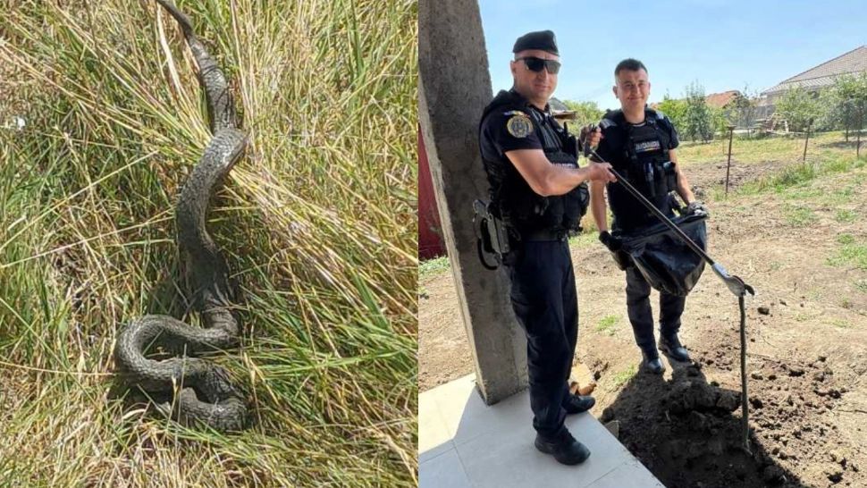 Un român s-a trezit cu un mega-șarpe de 1,5 metri în curte. Jandarmii au folosit dispozitive speciale pentru capturarea reptilei. FOTO