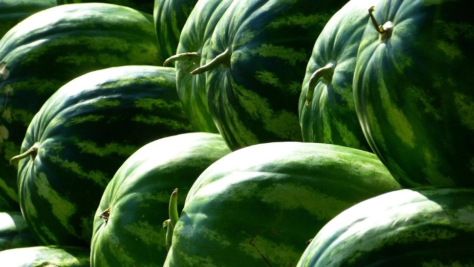 Trucuri esențiale pentru a alege cel mai dulce pepene roșu. Detaliile care fac diferența în piață