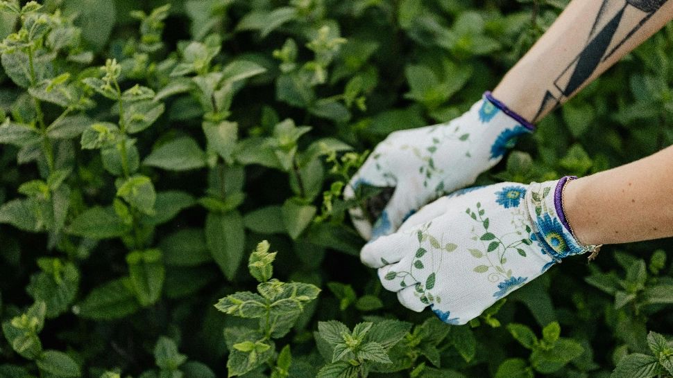 Ce se întâmplă dacă pui mentă în apa de baie. De ce recomandă specialiștii acest lucru?