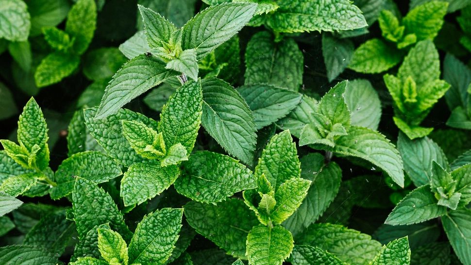 Planta supranumită "energia verde". De ce trebuie să o cultivi și tu în grădină sau ghiveci?