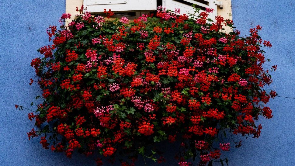 Ingrediente din bucătărie care pot fi folosite cu succes ca îngrășâmânt pentru mușcate. Vor stimula inflorescența acestora