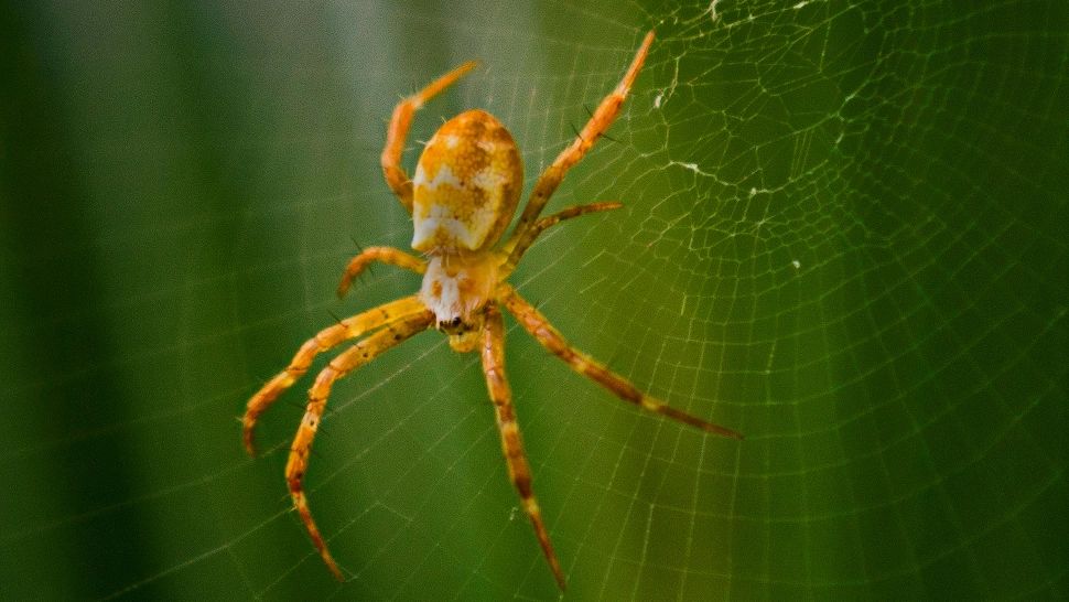 De ce NU trebuie să omori paianjenii. Ce rol au, de fapt, aceste insecte? Sigur nu știai asta