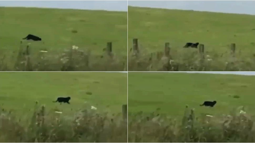 Poliția a fost alertată, după ce pantera neagră căutată în Bulgaria ar fi fost văzută în Giurgiu. Ce spun oamenii legii