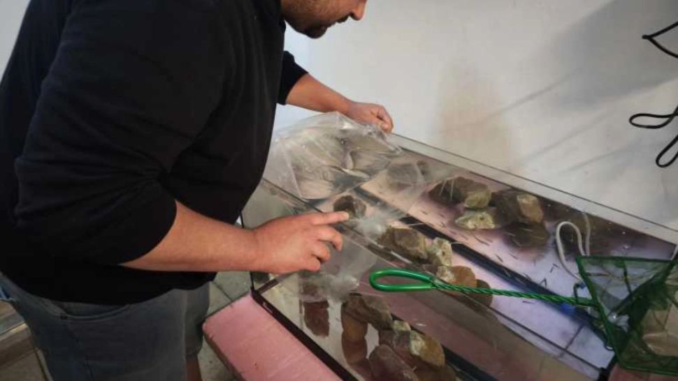 O specie de pește dispărută în natură a fost salvată de specialiștii orădeni