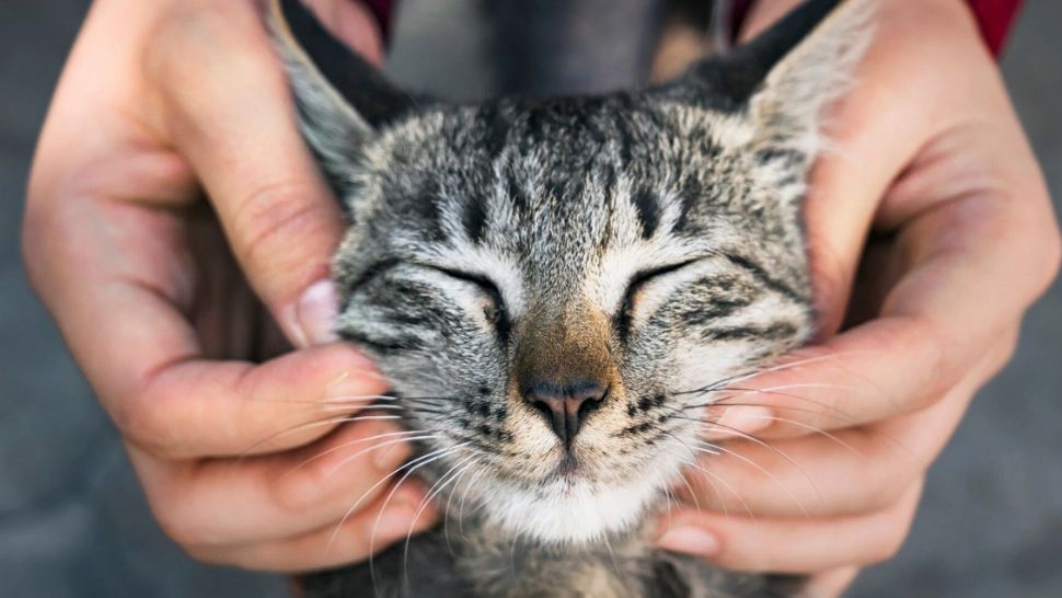 8 august – Ziua internațională a pisicii. Cum au ajuns cele mai alintate membre ale familiei să aibă o sărbătoare a lor