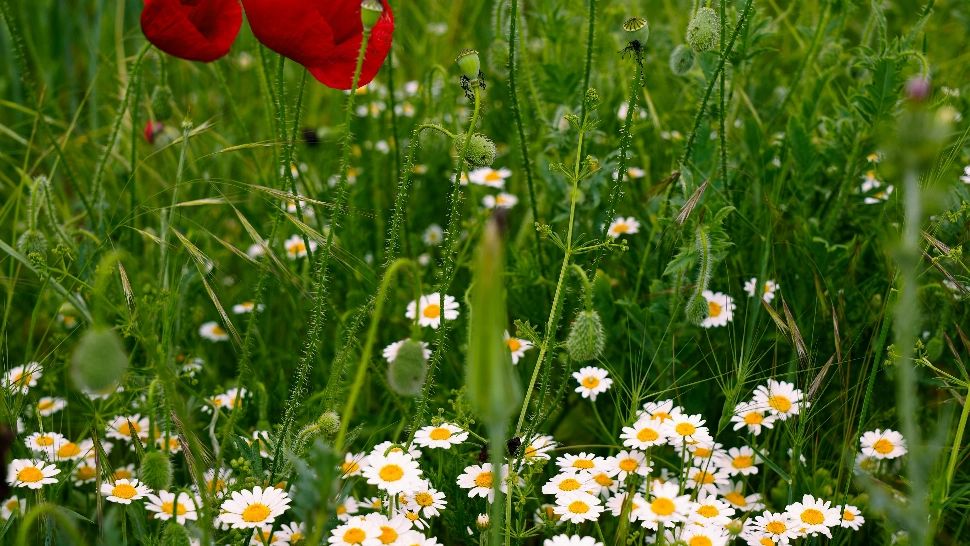 Plante medicinale care se cultivă în luna iunie. Atenție, unele au efecte sedative și interacționează cu medicamentele!
