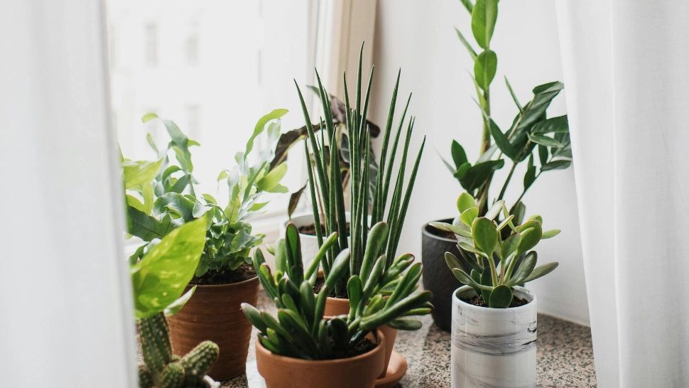 Planta minune pe care trebuie să o ai în casă dacă fumezi. Este aur curat 