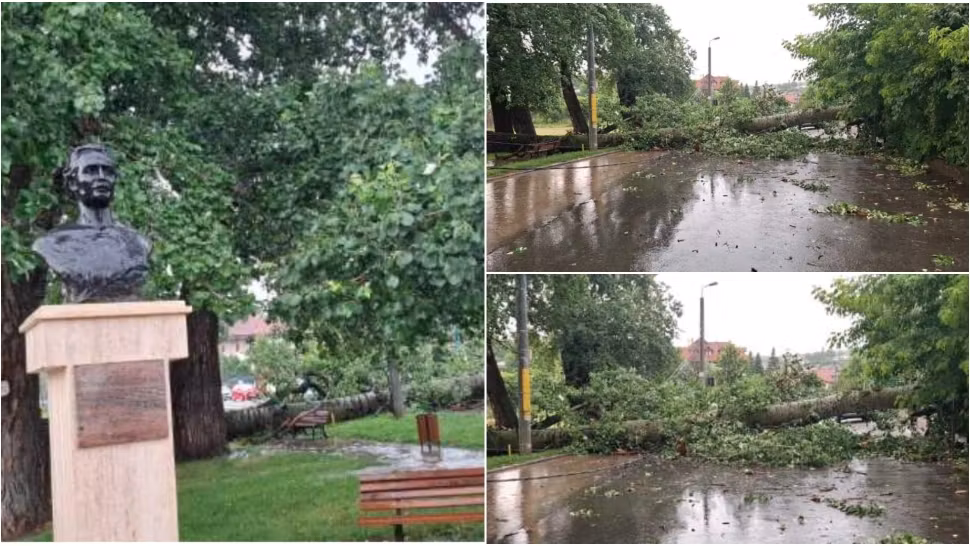 ”Plopii fără Soț” ai lui Mihai Eminescu devin istorie! Un copac, monument al naturii, rupt de vânt