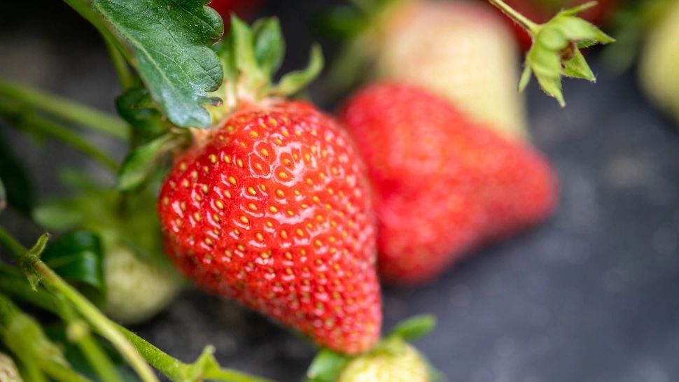 Ce să le faci căpșunilor după ce au rodit: secretul bunicii pentru o a doua recoltă. Rezultate uimitoare