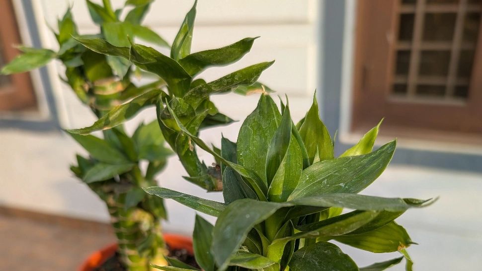 Plante sănătoase chiar și atunci când ești în concediu? Trucul care i-a scos din încurcătură pe mulți români