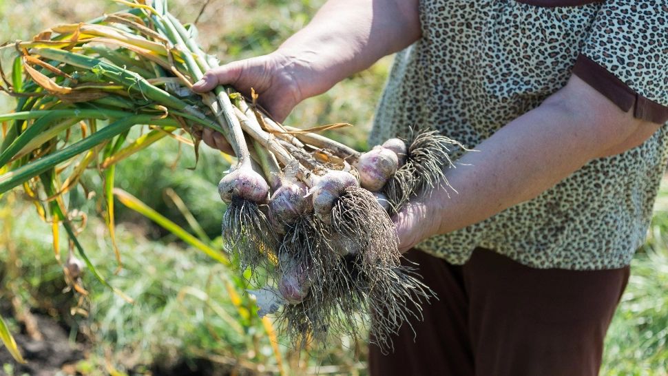 Cum poți salva usturoiul. Trucul care îți salvează recolta în luna iunie: gata cu frunzele îngălbenite