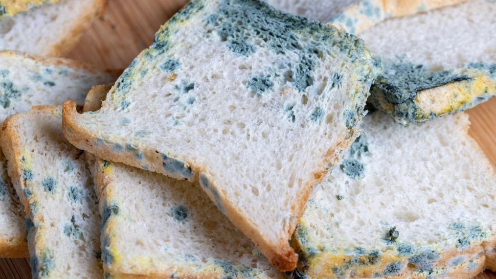 Brutărie din București, închisă de ANPC: gândaci morți, echipamente murdare și mucegai