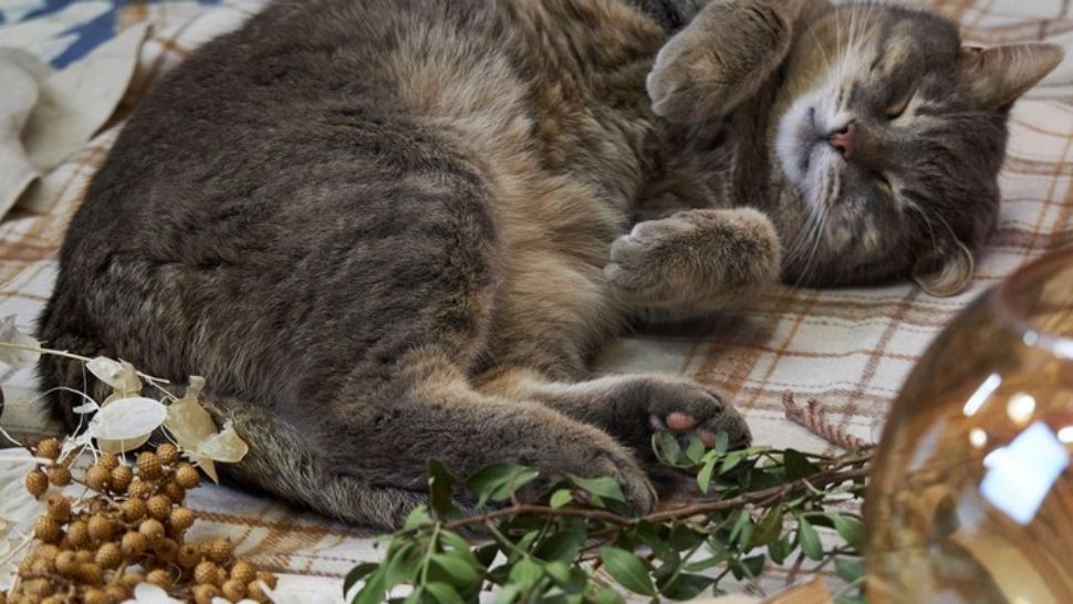 De ce pisicile preferă să doarmă pe partea stângă? Explicația specialiștilor este suprinzătoare