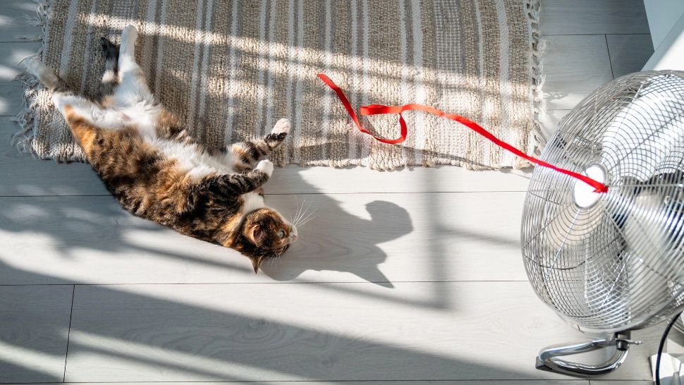 Cum fac față câinii și pisicile caniculei. Sfaturi utile pentru stăpâni