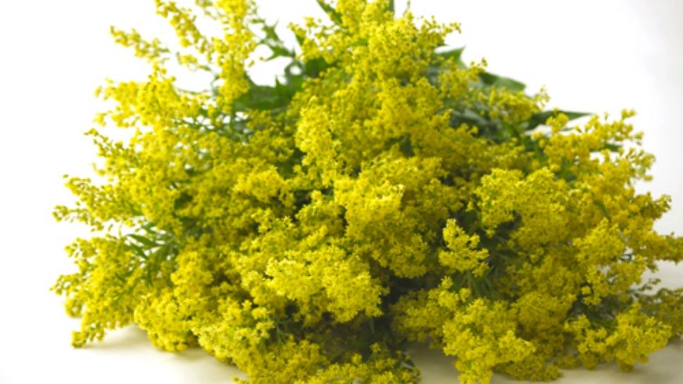 Sânzienele, sărbătoarea magiei. Ce trebuie să faci pe 24 iunie pentru a atrage norocul și sănătatea în viața ta, conform tradiției