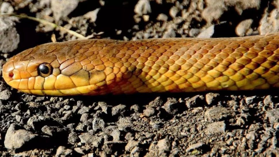 Amestecul simplu care te va scăpa de șerpii de lângă casă. Îi va pune pe fugă și îi va împiedica să se întoarcă