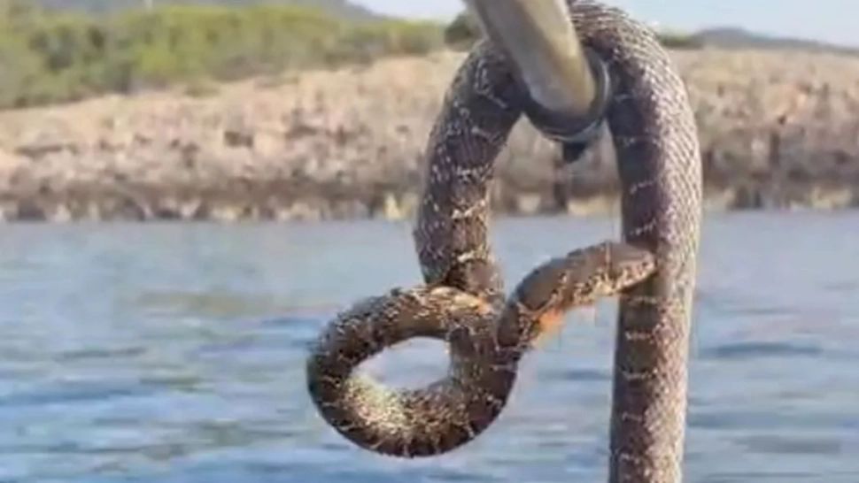 O destinație din Spania foarte iubită de români a fost invadată de șerpi uriași. Turiștii fug în masă, vacanțele sunt anulate